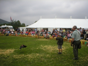 Falconry Displays & Events