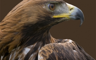 Golden Eagle