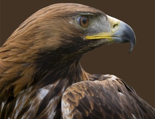 Now open to take bookings for falconry & meerkat experiences!