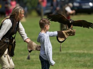 Falconry Displays