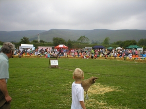Falconry Displays & Events
