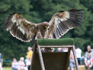 Falconry Displays
