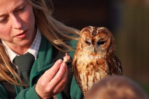 Falconry Experience