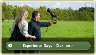 Experience Days