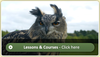 Lessons & Courses