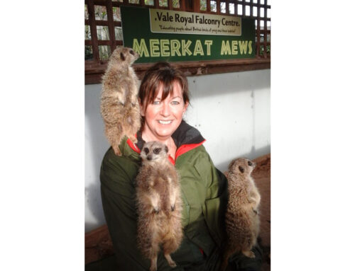 Buy Falconry & Meerkat experience gift cards by 21st December!