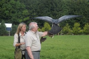 Falconry Experience