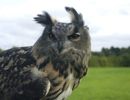 COVID-19 & bookings at Vale Royal Falconry
