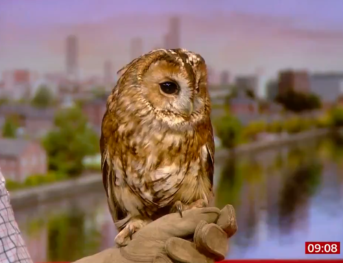 Our beautiful Tawny Owl Tara on Breakfast TV!