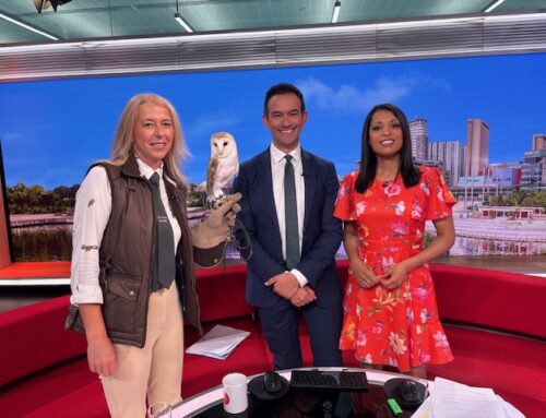 Our beautiful Barn Owl Rusty on Breakfast TV!